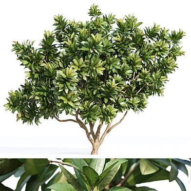 Tree Set 04-Magnolia Grandiflora