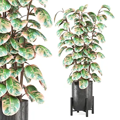 Indoor Plants Collection 1529