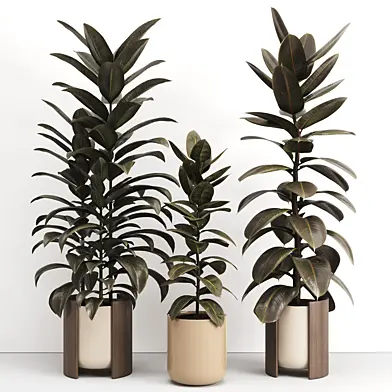 Indoor Plants ficus set