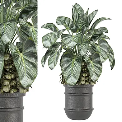 Indoor Plants Collection 1538