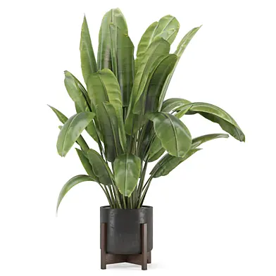 Indoor Plants in Handmade Stone Pot 2666