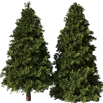 Pine Tree Set28