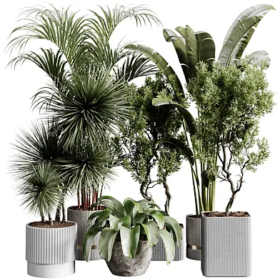 indoor plants 109 - plant collections in pot
