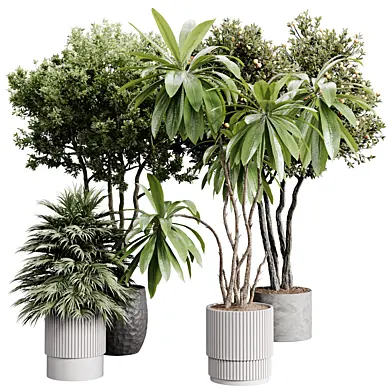 indoor plants 111 - plant collections in pot