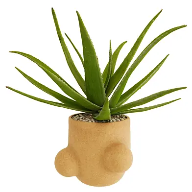 Aloe vera