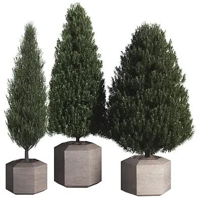 Pine Tree Outdoor Plant Set 07