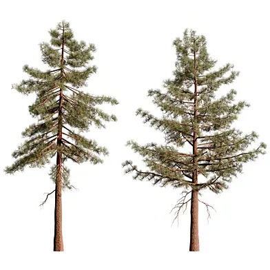 Pine tree set01