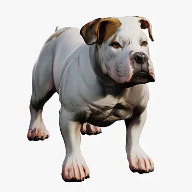 bulldog