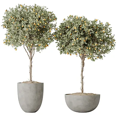 Av House Plants Mandarin Citrus Fruit Orange