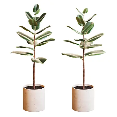 Ficus Elastica plant 01