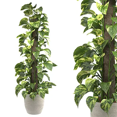 Pothos Plant Set 01