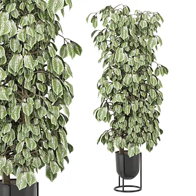 Indoor Plants Collection 1598
