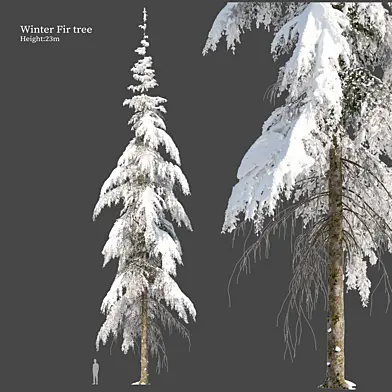 Winter Fir tree 04