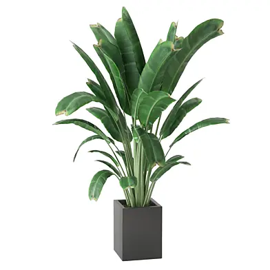 Indoor Plants Set 0019