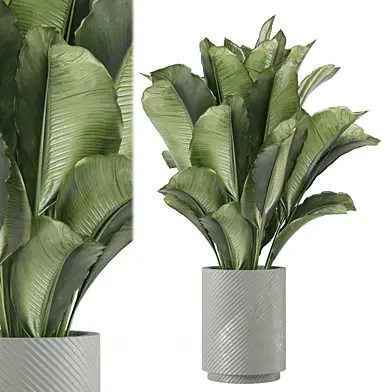 Indoor Plants Collection 1621