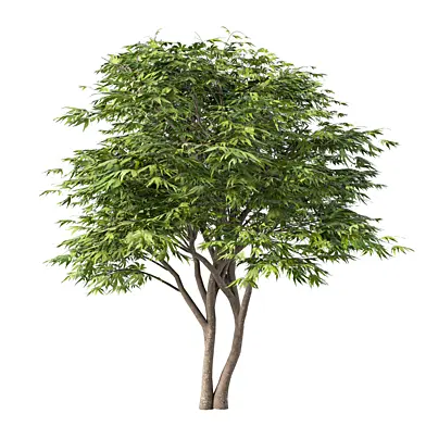 Tree Set.183