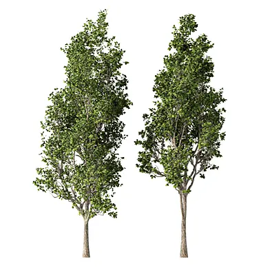 Tree Set.184