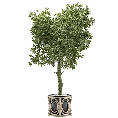 indoor plant 486