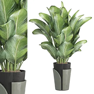 Indoor Plants Collection 1638