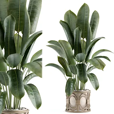 indoor plant 491