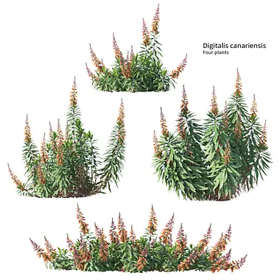 Digitalis canariensis