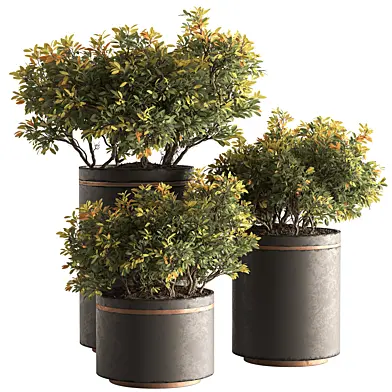 Indoor Plant 874 - Japanese Pieris