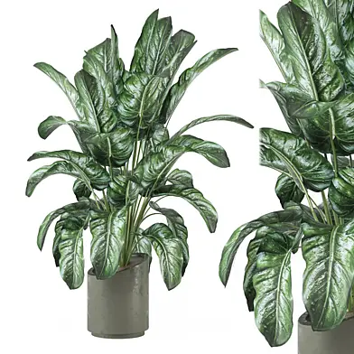 Indoor Plants Collection 1655