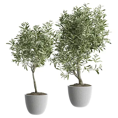 indoor Plant 587