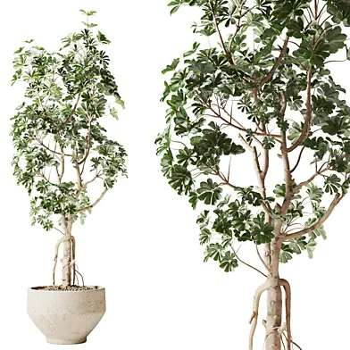 schefflera plant in pot
