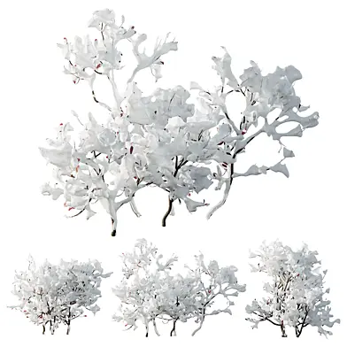 AV Plants Myrica Morella Pensylvanica Bayberry Candleberry Northern Winter Snow