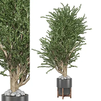 Indoor Plants Collection 1668