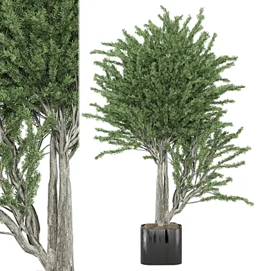 Indoor Plants Collection 1669