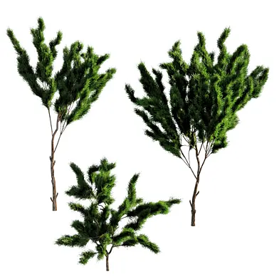 bush outdoor grass 084