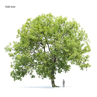 Oak tree 10