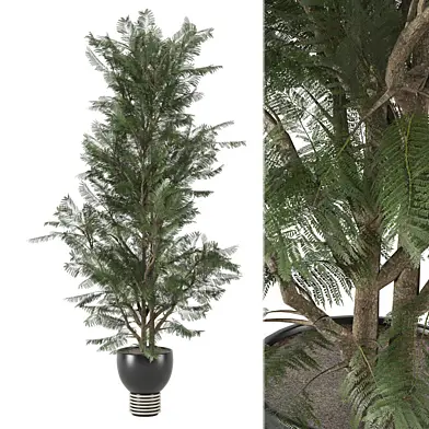 Indoor Plants Collection 1679