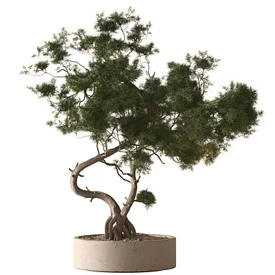 Indoor Plant 879 - Bonsai Pine