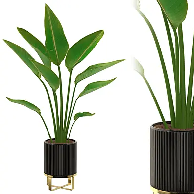Strelitzia Plant Set 02