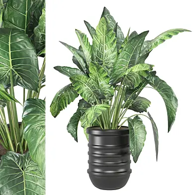 Indoor Plants Collection 1691