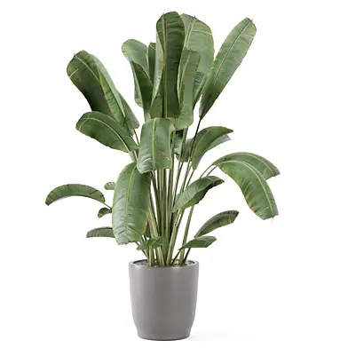 Indoor Plants in rusty Concrete Pot 2891