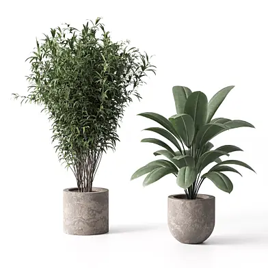 Indoor Plant Set 02