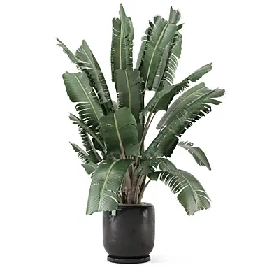 Indoor Plants in Concrete Pot_Set 2910
