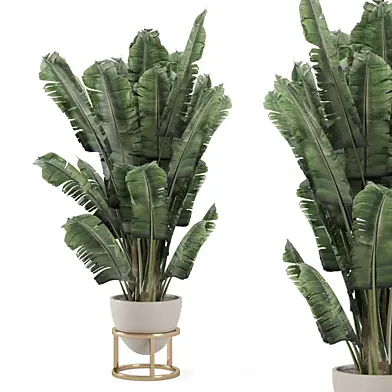 Indoor Plants On Golden Base Pot_Set 2911