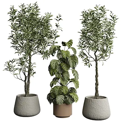 indoor Plant 594
