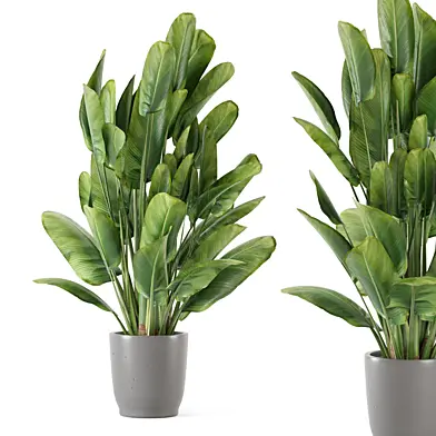 Indoor Plants Gray Pot_Set 2914