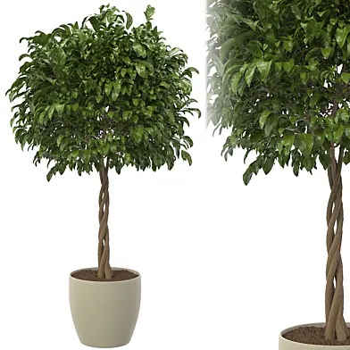 Indoor Plant Set 04