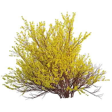 Forsythia Suspensa