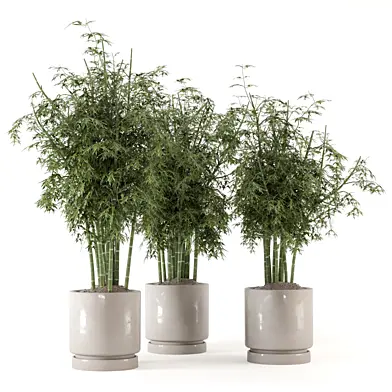 Indoor Plants Bamboo In Minimal Pots_Set 2924