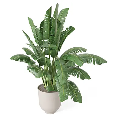 Indoor Plants in Minimal Pot_Set 2941 Version: 2015