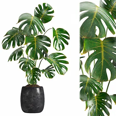 indoor plant 07
