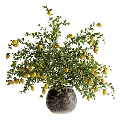 Indoor Bonsai Plants 82